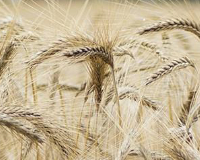 
		Producció agrícola extensiva (amb tècniques regeneratives)
	