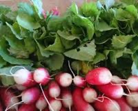 
		Sanitat vegetal a l’horta de muntanya
	