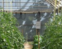 
		Producció hortícola
	