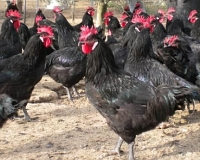 S'obren noves inscripcions a 10 cursos a distància