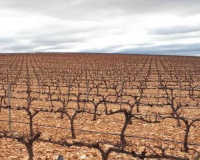 
		Bàsic d’esporga d’hivern en vinya
	