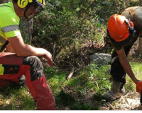 
		Curs Bàsic de PRL al sector forestal amb habilitació de Recurs Preventiu
	