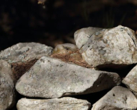 
		Curs bàsic de pedra seca
	