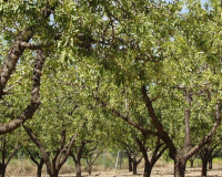 
		Producció fructícola: el conreu de l'olivera i l'ametller. Semipresencial
	