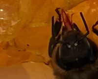 
		Productes i derivats de la producció apícola II
	