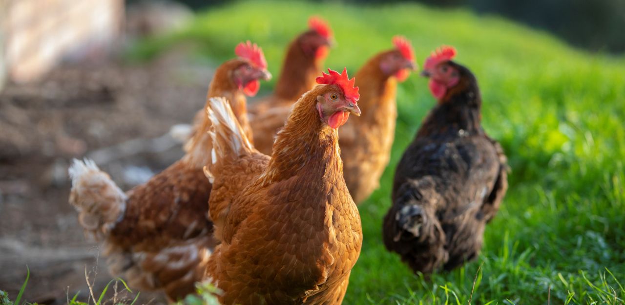 Catalunya compta amb 4.812 granges amb presència de gallines o pollastres d'autoconsum