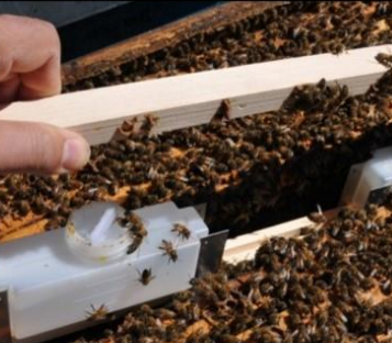 Lluita integral contra varroa. Maneig combinat amb tractaments orgànics