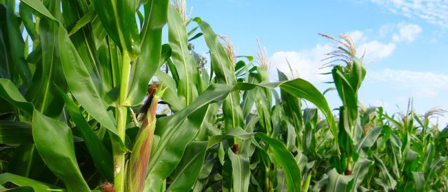 Article tècnic: Desherbatge en preemergència del blat de moro: aspectes agronòmics i normatius a tenir en compte