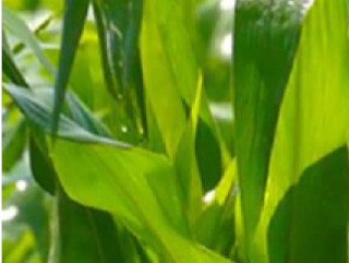 Com afrontar la menor disponibilitat d'aigua per regar en els cultius anuals d'estiu. Les varietats de blat de moro de cicle curt, ens poden ajudar en una situació de manca d’aigua?
