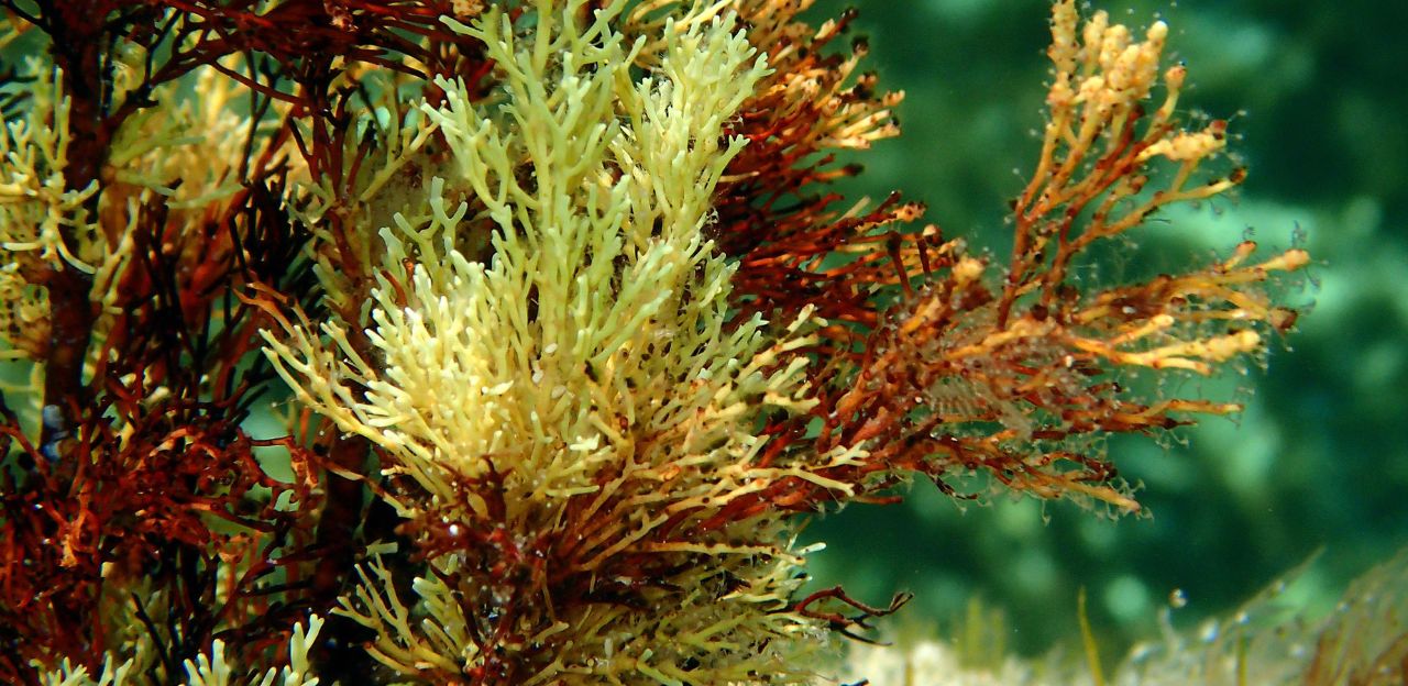 L'actualització del Catàleg de flora amenaçada de Catalunya incorpora per primer cop les algues marines