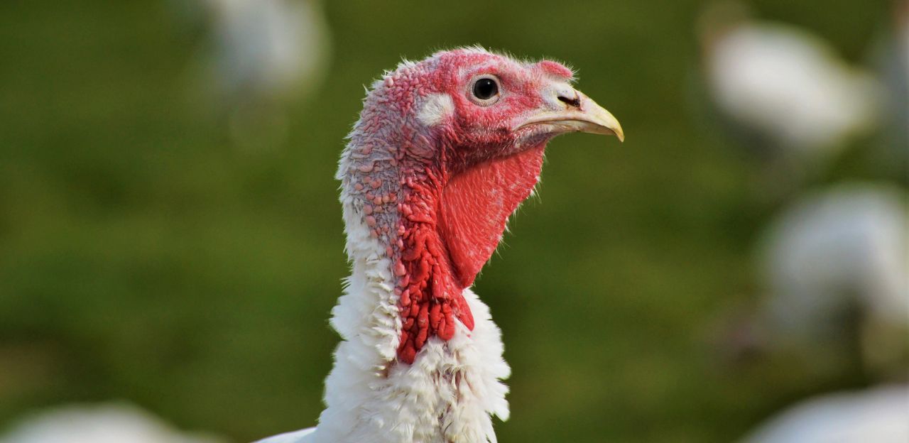 Confirmat un cas d’influença aviària tipus H5N1 en una explotació de galls dindi a Arbeca