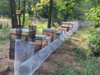 Situació i gestió de la vespa asiàtica en abellars