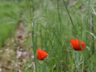 Marges funcionals i fauna auxiliar. Com obtenir beneficis en finques agrícoles mitjançant l’augment de biodiversitat