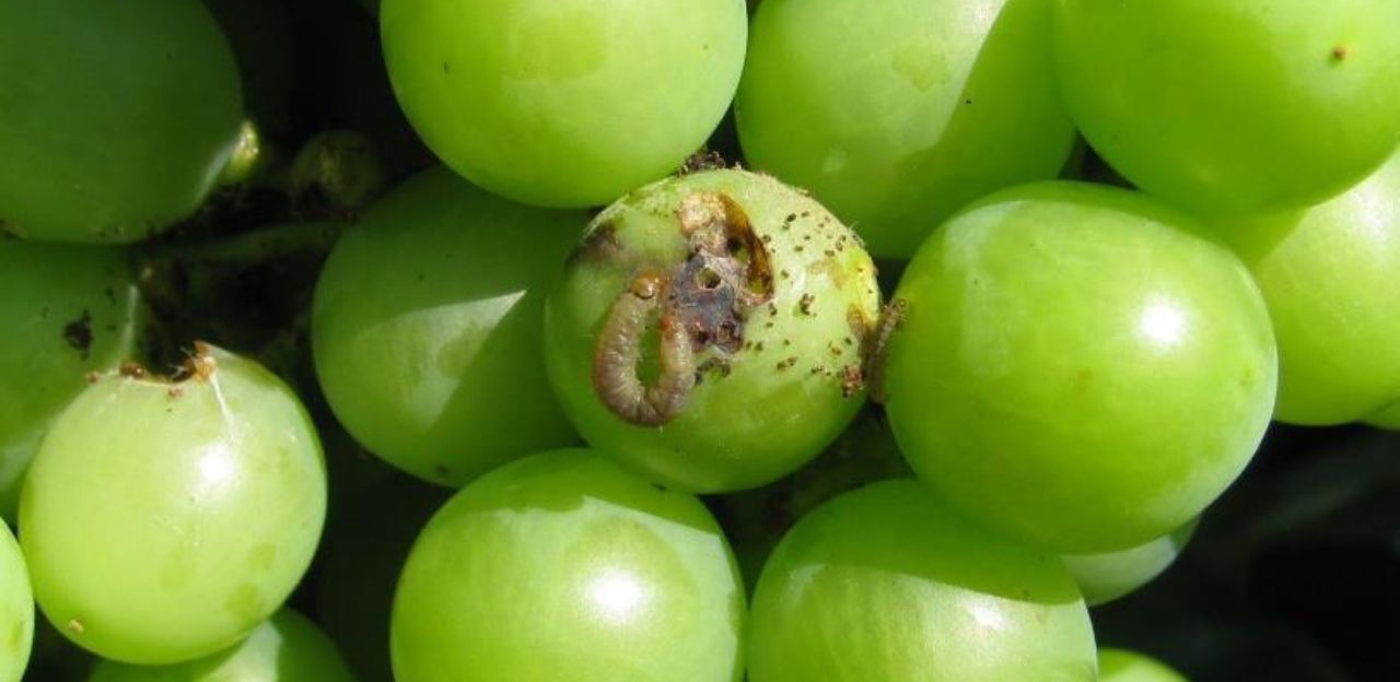 Butlletins d’informació fitosanitària per al mes de juny de 2024