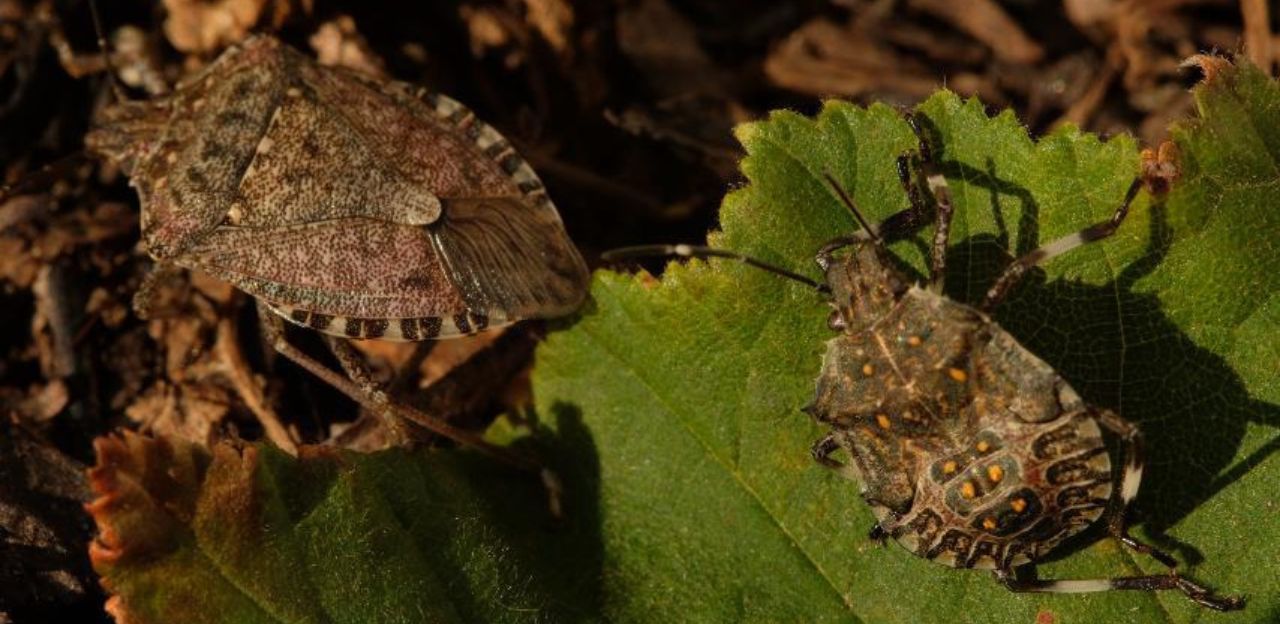 Avisos fitosanitaris