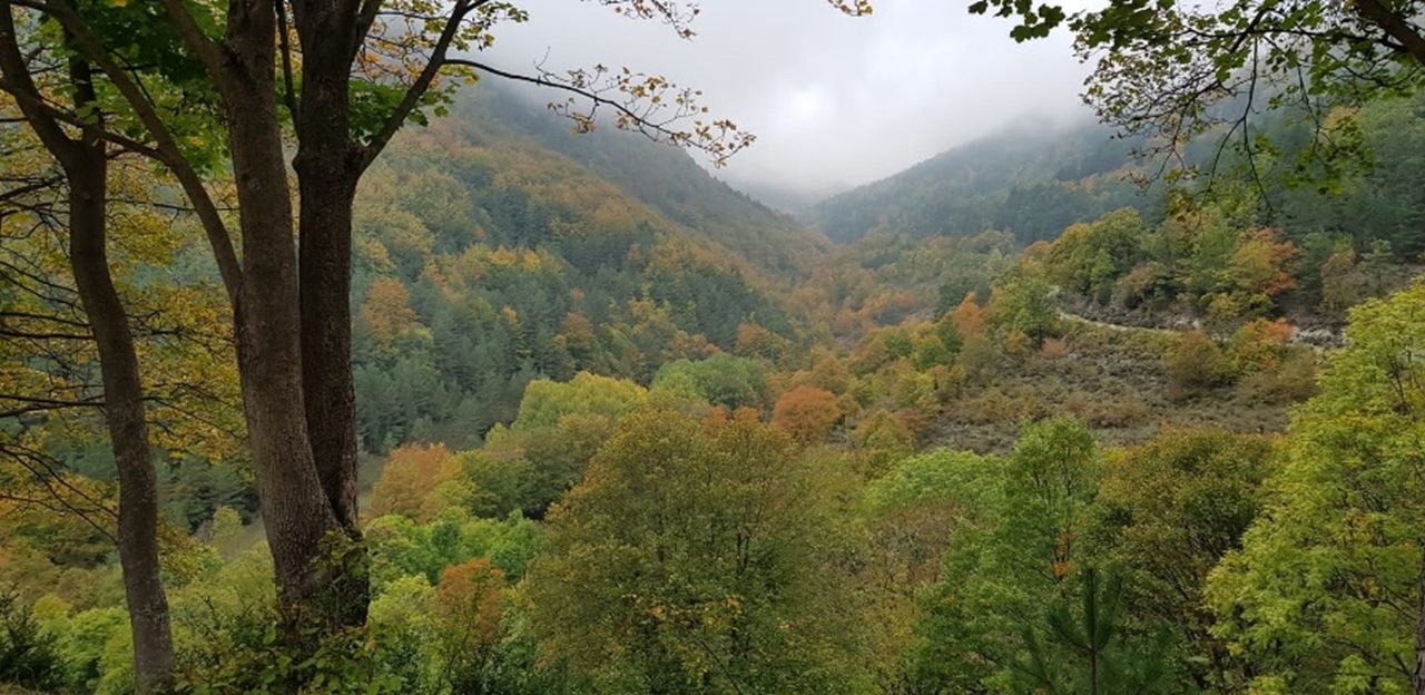 Perfil forestal Catalunya