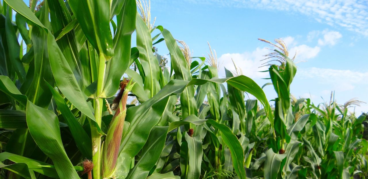 Desherbatge en preemergència del blat de moro: aspectes agronòmics i normatius a tenir en compte