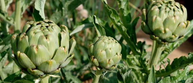 Butlletins d’informació fitosanitària per al mes de novembre de 2025