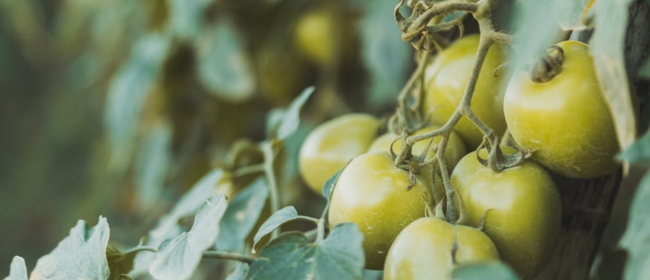 Convocatoria oberta per  a la promoció de productes agrícoles europeus amb projectes simples