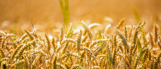 La renda agrària catalana arriba als 2.805 milions d'euros el 2025, i se situa per sobre de la mitjana estatal