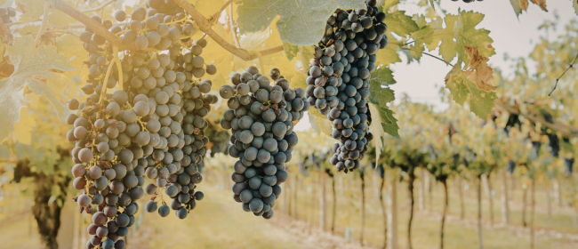 Jornades d'intercanvi d'experiències per impulsar la innovació al sector vitivinícola