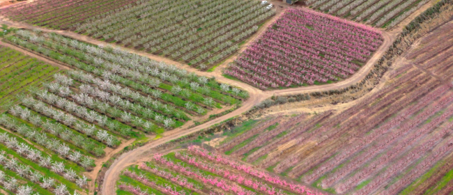 Neix el projecte Catifa Vermella per impulsar el relleu generacional al sector agrari català