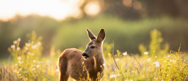 Es reforcen els equips de control de la fauna cinegètica per reduir la seva sobreabundància a Catalunya