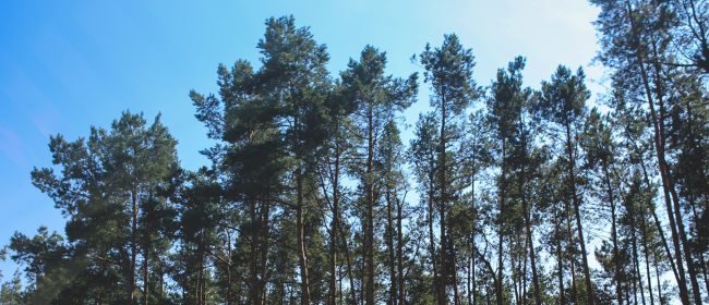 Butlletins d’informació fitosanitària per al mes de gener de 2026