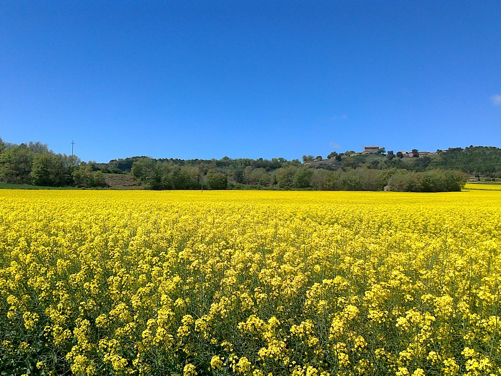 Camp de colza (Solsonès)