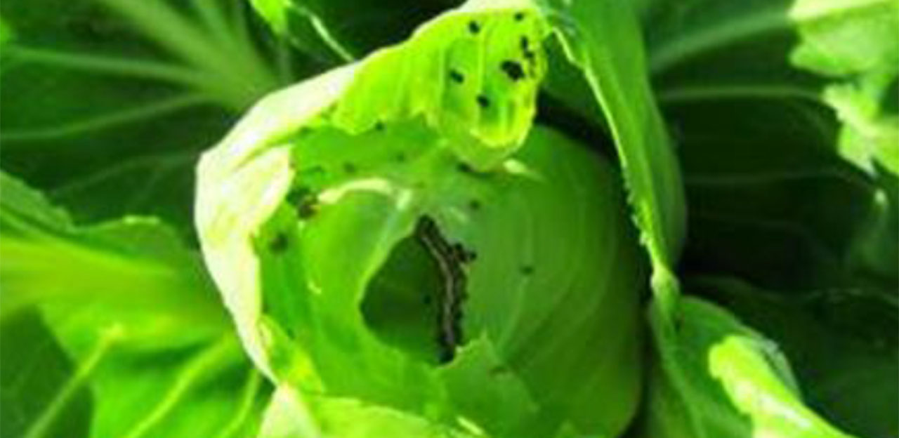 Larva d’Helicoverpa armigera alimentant-se de les fulles de la col