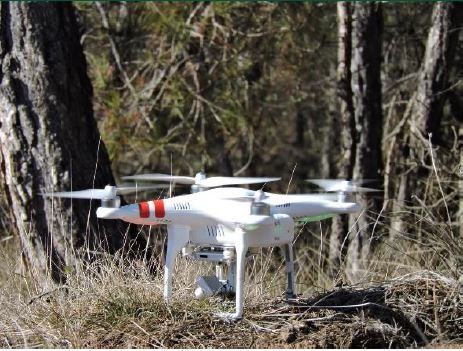 Drons i sanitat forestal: el camí a seguir