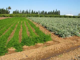 FT nº1: Fertilització nitrogenada de cultius hortícoles