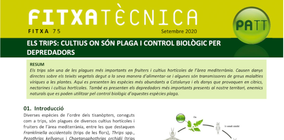 FT nº 75: ELS TRIPS: Cultius on són plaga i control biològic per depredadors