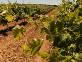 Planificar la fertilització de la vinya