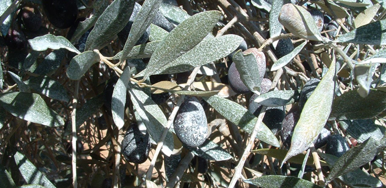 Actualitzat el llistat de productes fitosanitaris autoritzats per lluitar contra la mosca de l’oliva