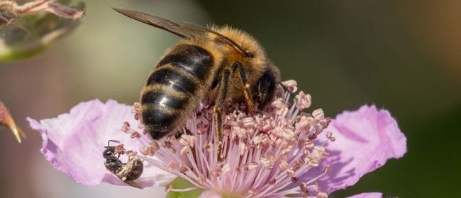 Article tècnic: Conèixer l'abella: anatomia, sistema immunitari i peculiaritats de l'espècie