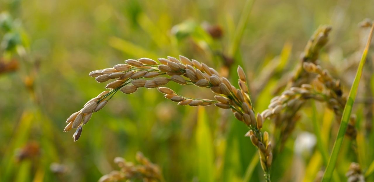 Fertiarròs 2.0, una nova versió que inclou grans novetats per a la gestió de la fertilització del cultiu de l'arròs