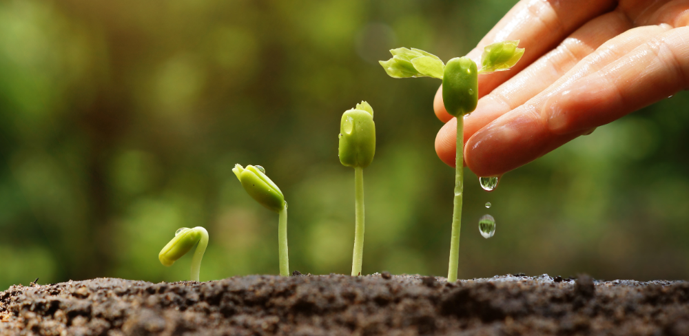 Els sòls gestionats amb pràctiques regeneratives acumulen més carboni, retenen més aigua i presenten una major biodiversitat.