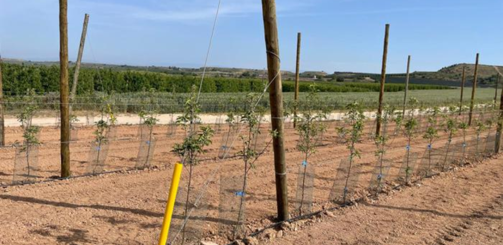 Camps amb protectors per prevenir els danys dels conills a les explotacions agràries