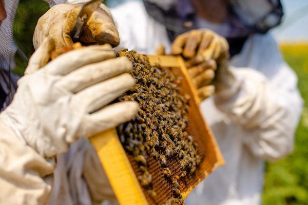 Curs 'Costos a l’explotació apícola per a professionals'