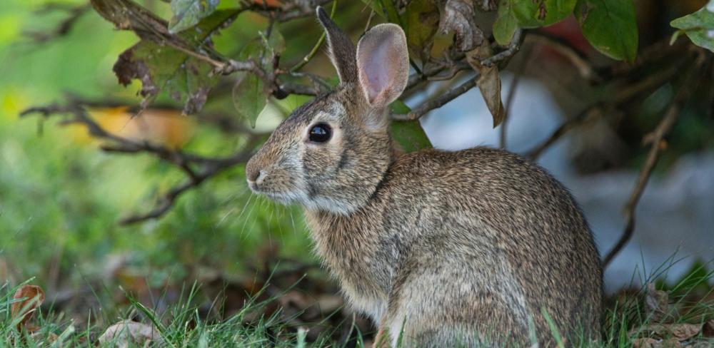 La visualització permet consultar informació detallada per zones específiques, a Rocacorba (Girona) en el cas del pla de control del senglar i a la Plana de Lleida sobre el control del conill