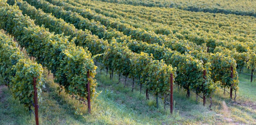 S’estableixen menors reduccions per garantir la supervivència de les espècies llenyoses en un context de reducció dràstica de recursos