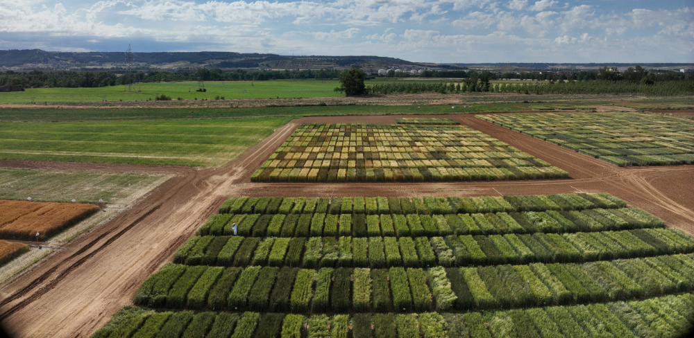 Parcel·les experimentals de blat dur monitoritzades amb drons durant l'estudi