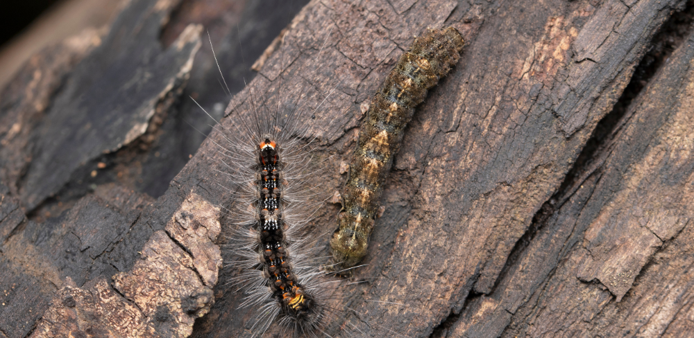 L’eruga peluda del suro afecta principalment els cultius d’espais verds