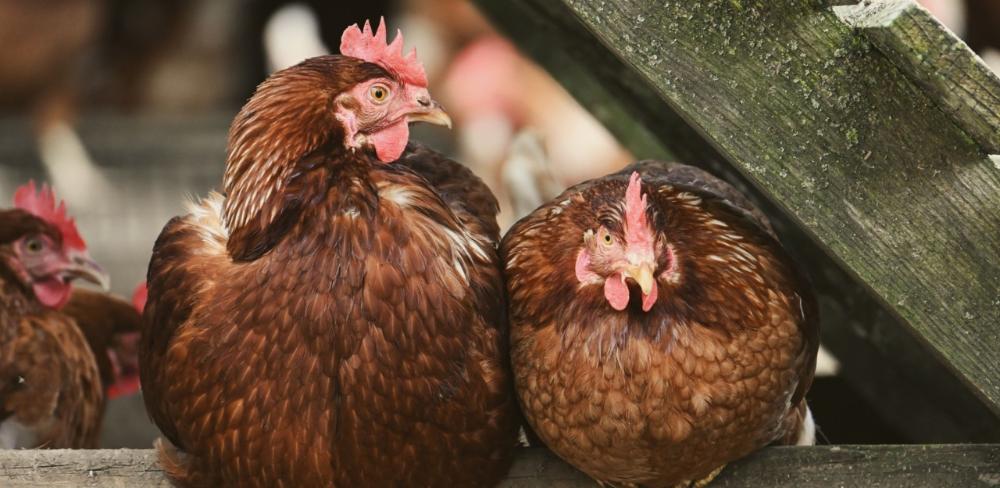 Les noves mesures de confinament i bioseguretat busquen prevenir la introducció de la influença aviària a Catalunya