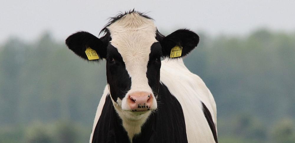 El recurs ofereix la possibilitat de visualitzar les dades en Unitats Ramaderes Majors (URM), fet que facilita la comparació entre espècies