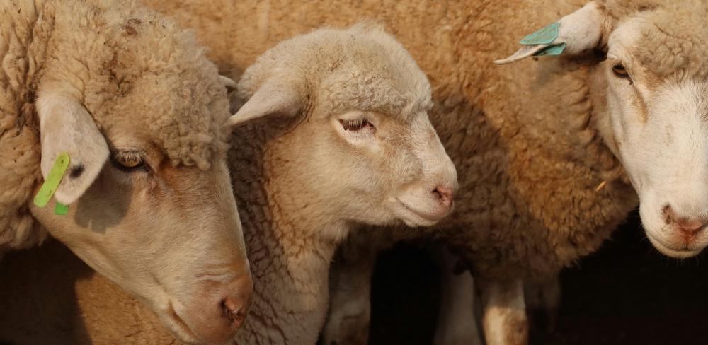 La jornada es desenvoluparà en tres blocs: conèixer el projecte, visitar les instal·lacions i fer un pica-pica amb conversa