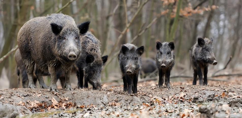 Fauna cinegètica als conreus