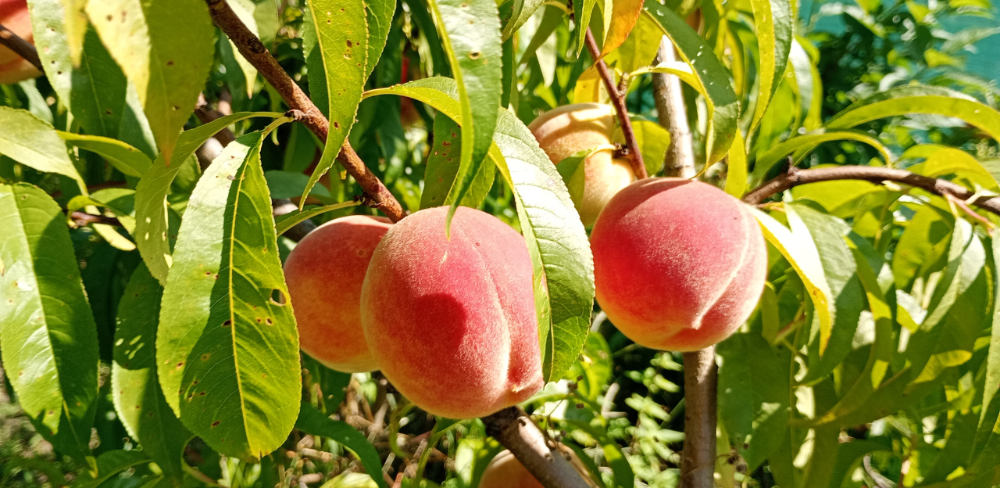 El cost de producció del préssec i la nectarina es veu condicionat per factors com la mà d'obra i les despeses de confecció i comercialització