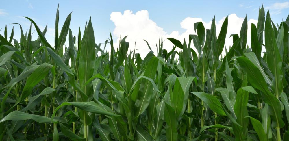 Per grups de cultius, destaquen les pastures, prats i farratges amb 190.329 hectàrees seguit de  la vinya amb 33.794 hectàrees.